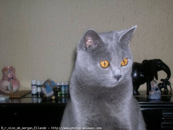 Photo de Chartreux