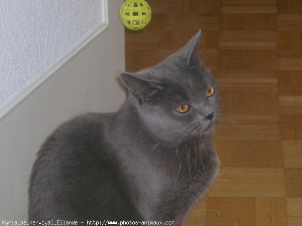 Photo de Chartreux