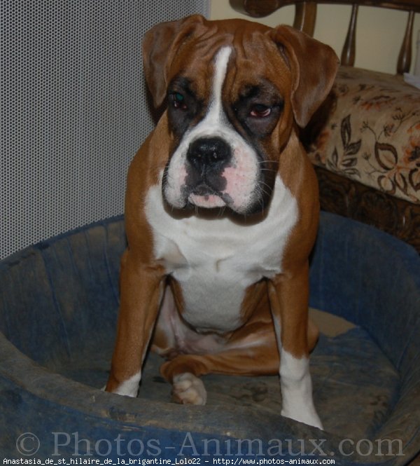 Photo de Boxer