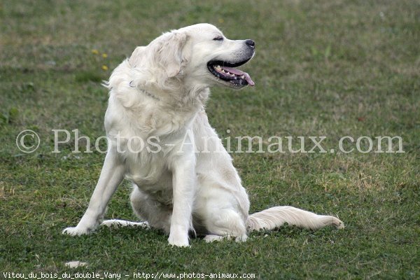 Photo de Golden retriever