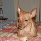 Photo de Pinscher nain