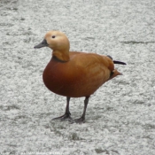 Photo de Canard tadorne casarca