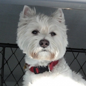 Photo de West highland white terrier