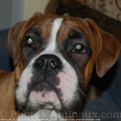 Photo de Boxer