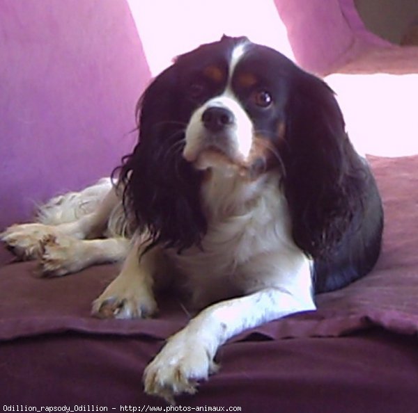 Photo de Cavalier king charles spaniel