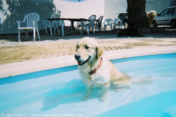 Photo de Golden retriever