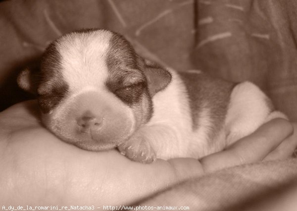 Photo de Chihuahua  poil court