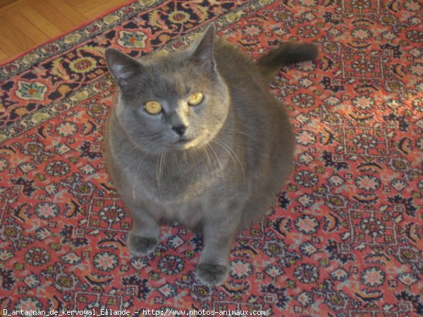 Photo de Chartreux