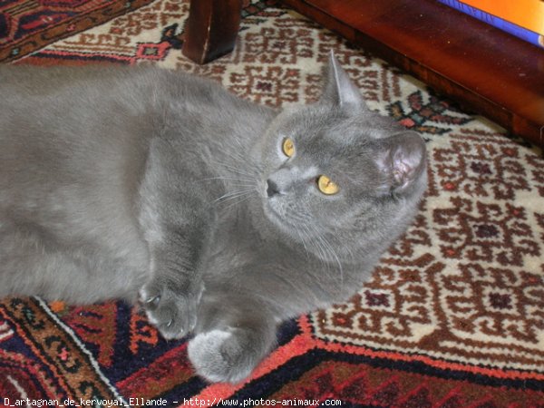 Photo de Chartreux