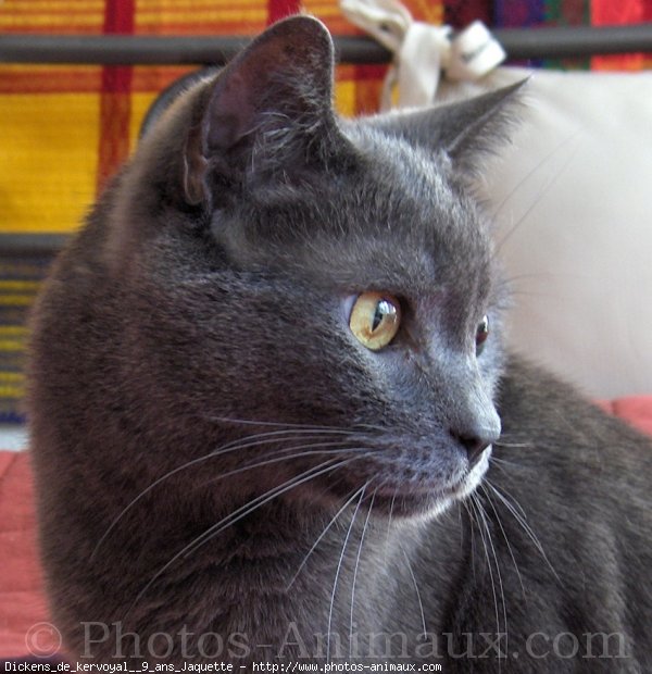 Photo de Chartreux