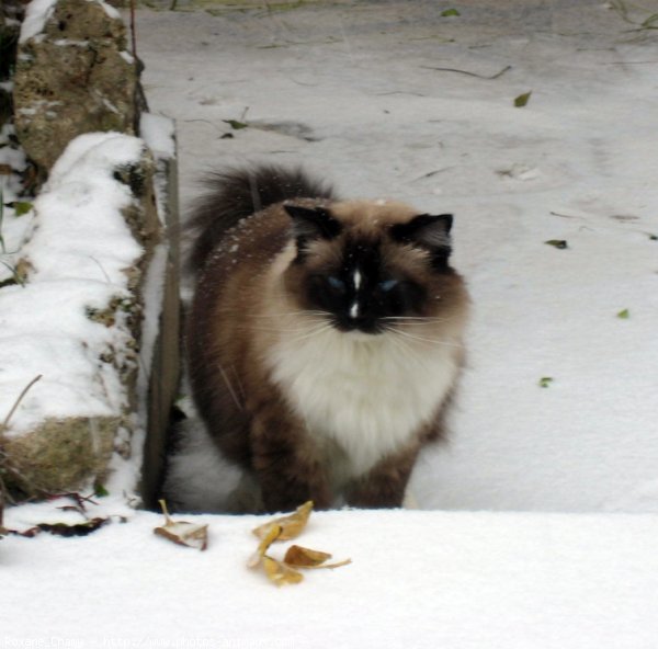 Photo de Ragdoll