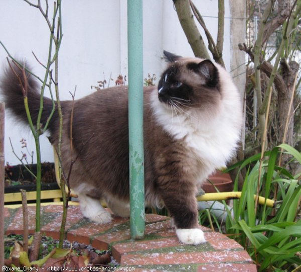 Photo de Ragdoll