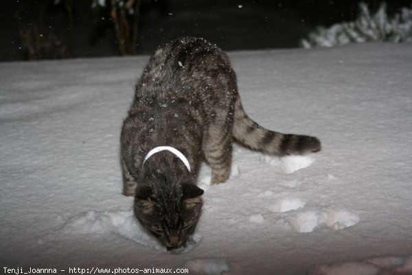 Photo de Chat domestique