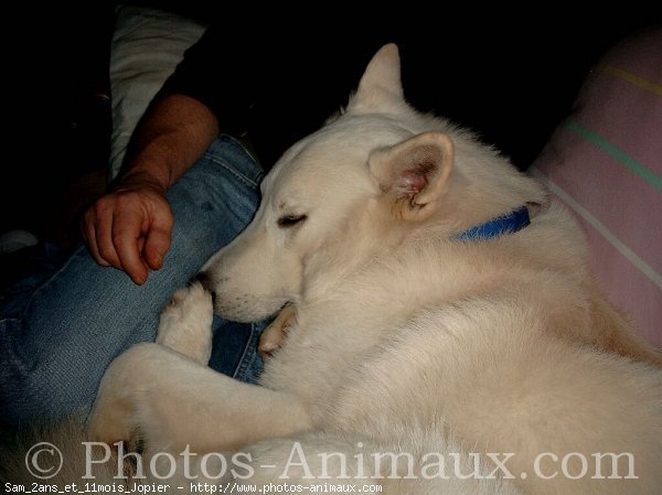 Photo de Berger blanc suisse