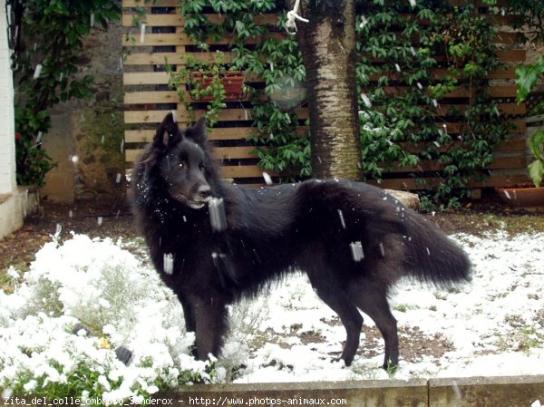 Photo de Berger belge groenendael