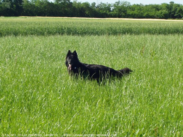 Photo de Berger belge groenendael