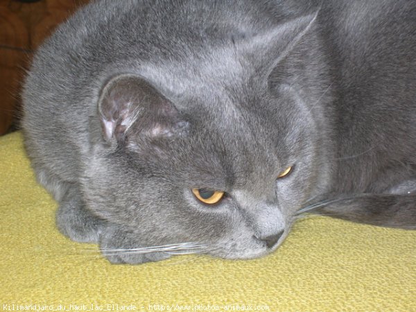 Photo de Chartreux