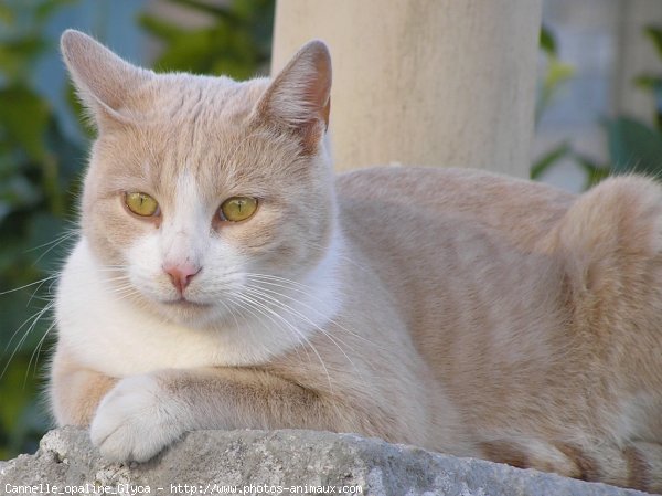 Photo de Chat domestique