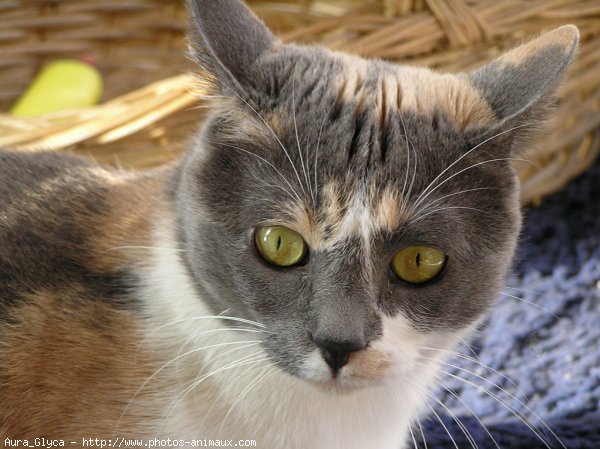 Photo de Chat domestique