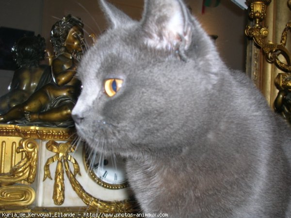 Photo de Chartreux