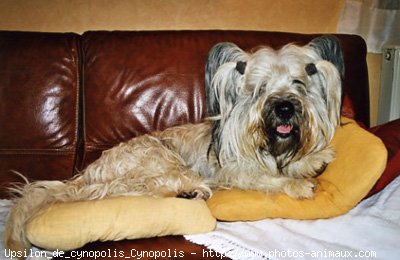 Photo de Skye terrier