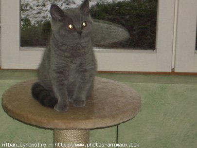 Photo de British shorthair