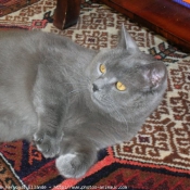 Photo de Chartreux