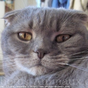 Photo de Scottish fold