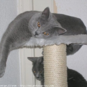 Photo de Chartreux