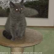 Photo de British shorthair