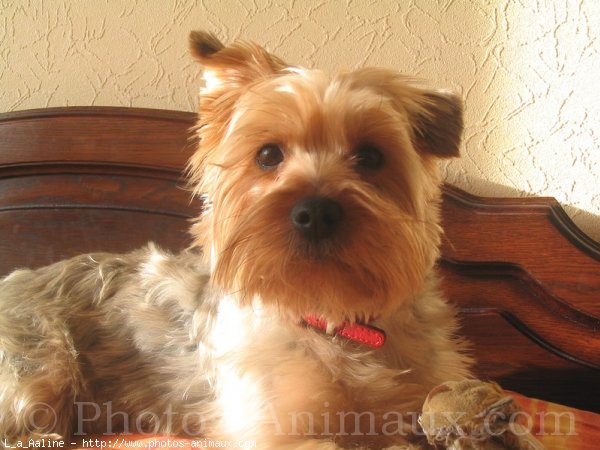 Photo de Yorkshire terrier