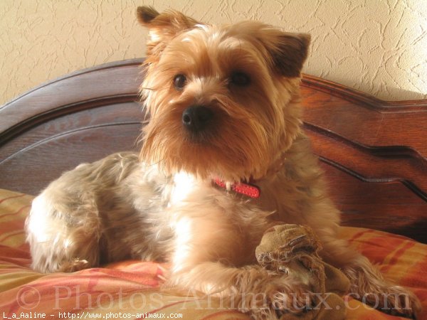 Photo de Yorkshire terrier