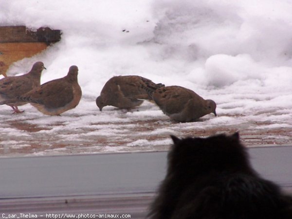 Photo de Races diffrentes