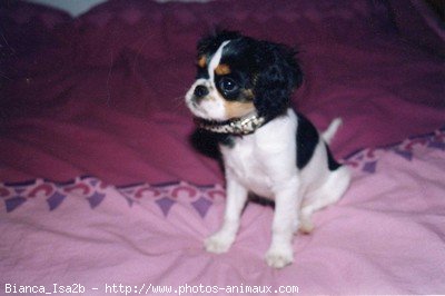 Photo de Cavalier king charles spaniel