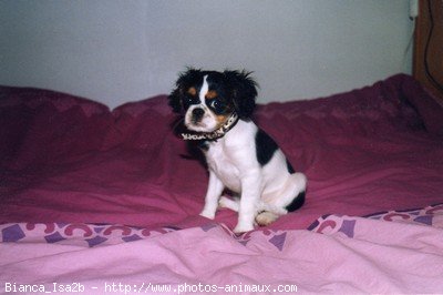 Photo de Cavalier king charles spaniel