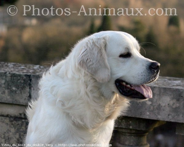 Photo de Golden retriever