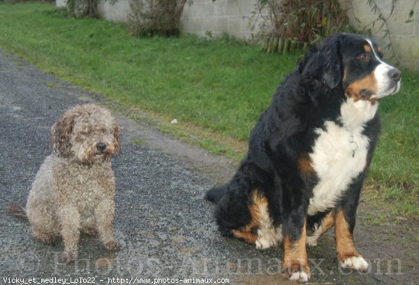 Photo de Races diffrentes