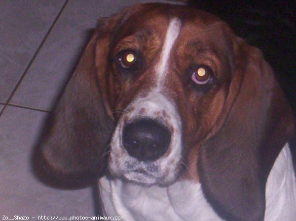 Photo de Basset hound