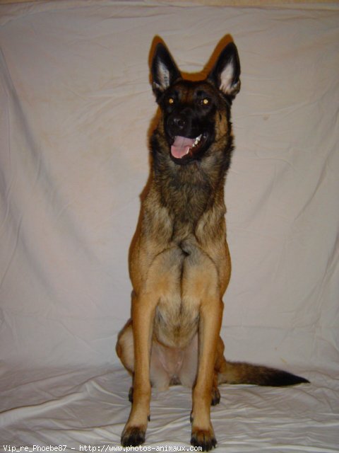 Photo de Berger belge malinois