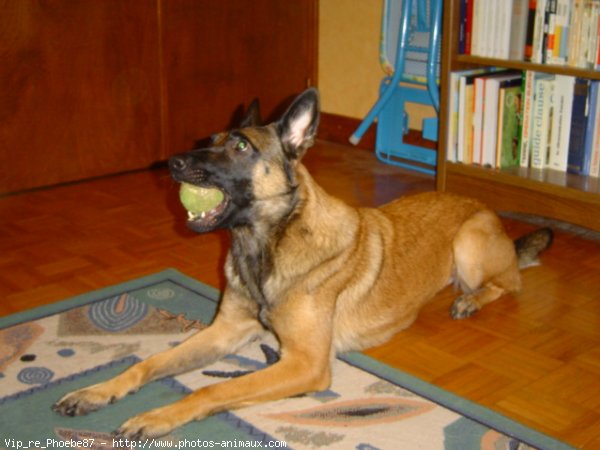 Photo de Berger belge malinois