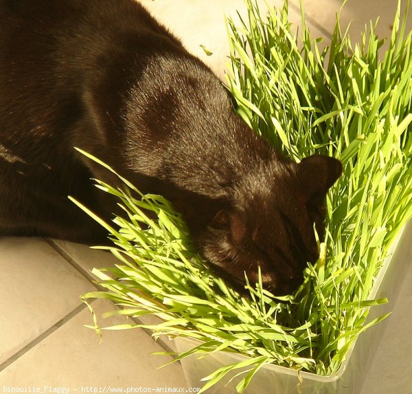 Photo de Chat domestique