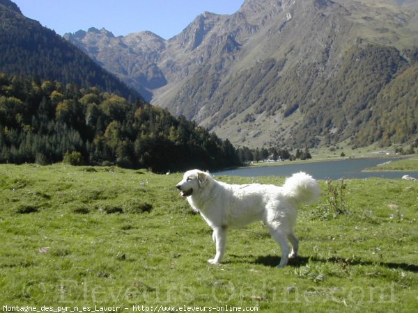 Photo de Chien de montagne des pyrnes