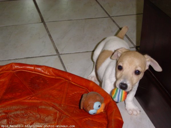 Photo de Jack russell terrier