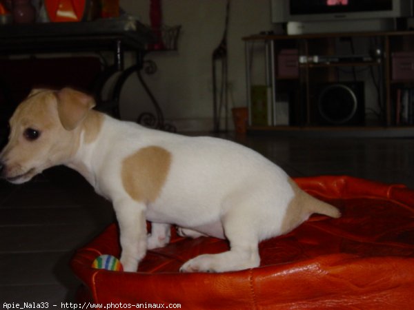 Photo de Jack russell terrier