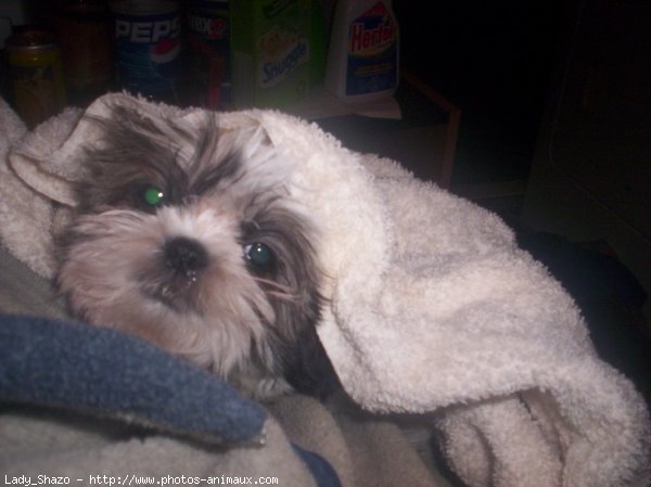 Photo de Shih tzu