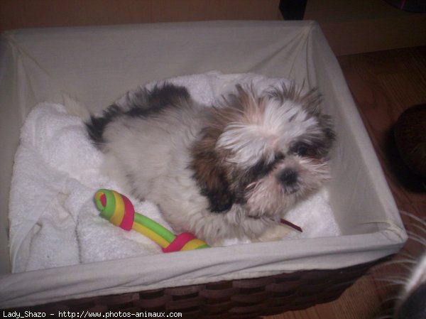 Photo de Shih tzu