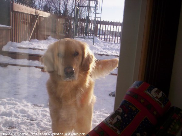 Photo de Golden retriever