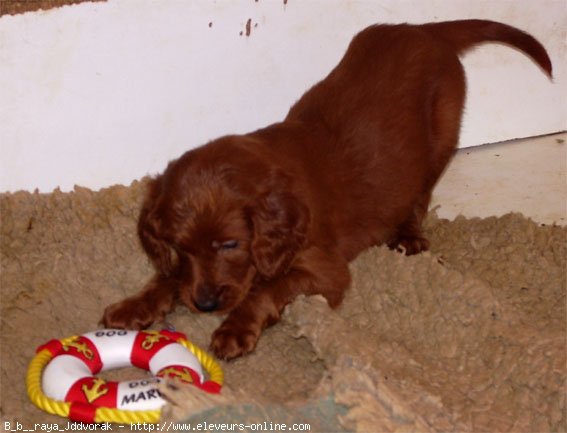 Photo De Setter Irlandais Rouge Bebe Raya N Sur Photos Animaux Com