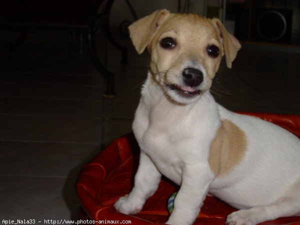 Photo de Jack russell terrier