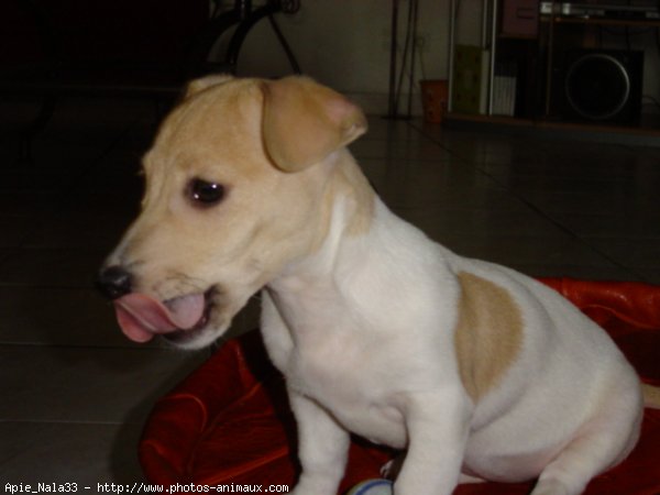 Photo de Jack russell terrier